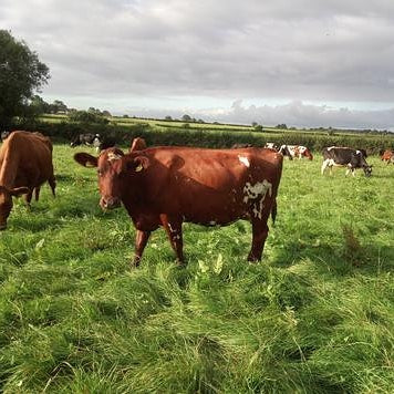 Raw Organic A2 Grass Fed milk, 1 litre bottle